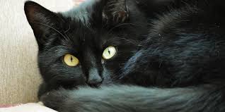 A domestic cat's normal heart rate ranges from 140 to 220 beats per minute (bpm), and is largely dependent on how excited the cat is. Hypertension High Blood Pressure International Cat Care