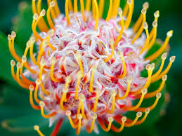 Seeing a not so long ago startup surpassing the most established players is the automotive industry is a reminder of the disruptive conditions and the rapidly changing landscape in many industries. 13 Stunning Proteas Sunset Magazine