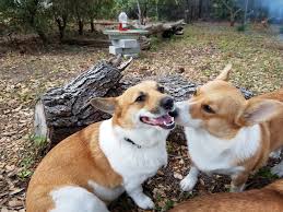 Adopt corgi dogs in florida. Home