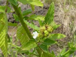 Image result for Melochia