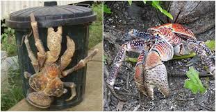 The chain says customers can enjoy a feast of crab legs, claws and the entire buffet for $21.99. These Giant Hermit Crabs Are Bigger Than Most House Cats Littlethings Com