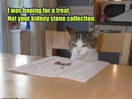 I Was Hoping For A Treat Not Your Kidney Stone Collection Funny Cute Cats Kittens Cutest Cats