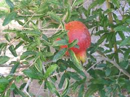 Some plants can even thrive indoors if grown in optimal conditions. Best Fruit Trees For Hot Dry Desert Gardens