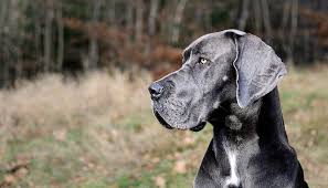 7 Best Dog Foods For Great Danes 2018 Treehouse Puppies