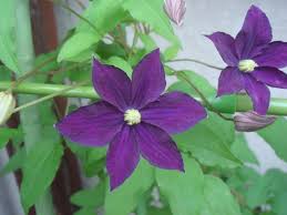 クレマチスの品種と上手な開花株の見分け方 育て方のポイントは