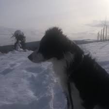 beck 🐾 (@wolfb3ck)