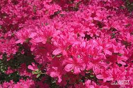 When this bush starts to bloom, it produces a profusion of pink flowers along with a flood of yellow flowers that brighten your garden and attract beneficial insects. The Best Early Spring Flowering Shrubs For The Garden