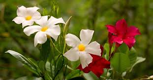 Image result for dipladenie amonea