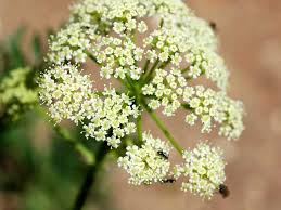 Image result for Afroligusticum runssoricum