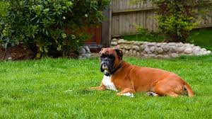 Determining the dog's size from paws is not a tempting indicator and gives you fair estimations. Boxer Puppies Dog Breed Information Temperament And Price Petmoo