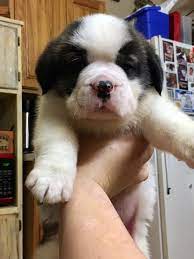 He Cheap Saint Bernard Puppies For Sale Are Originally Came To Help Pull Carts And Turn Spits And May Have Also Functi St Bernard Puppy St Bernard Dogs Puppies