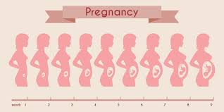 how big is your baby a month by month guide cells for life