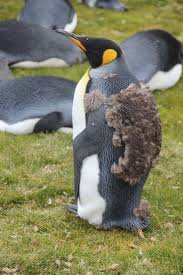 Select from premium king penguin of the highest quality. Animal Focus The King Penguin Goway