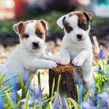 Check spelling or type a new query. 4 Facts About Jack Russell Terriers Greenfield Puppies