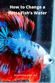 Heater options to keep a water temperature your bettas like. How To Change A Betta Fish S Water In 2020 Betta Fish Betta Betta Fish Care