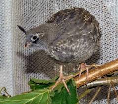 Wildlife Rescue Association Of Bc California Quail Ready To Be Released In Osoyoos