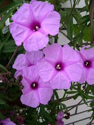 Image result for Ipomoea tuberculata