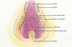 If you aren't getting sufficient answers, feel free to reach out to a dermatologist. Can Lack Of Sleep Cause Hair Loss