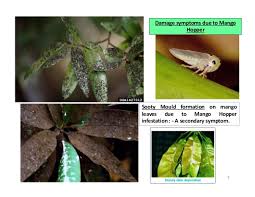 The infection is followed by intense reaction, with pus formation in the marrow spaces. Mango Insect Pests And Their Management