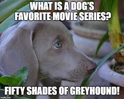 Dog Movie Meme Dog Jokes Dog Movies Dogs