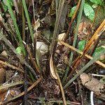 Image result for Pteris linearis