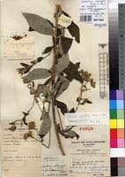 Image result for Gutenbergia cordifolia