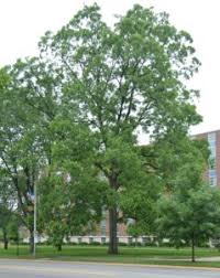 Image result for Carya illinoinensis