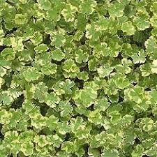 Image result for Hydrocotyle sibthorpioides