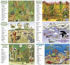 Desert Food Web Activity Food Web Activities Food Web