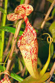 Use them in commercial designs under lifetime, perpetual & worldwide rights. Tropical Flower Periuk Kera Grow In Sabah Highland Stock Photo Picture And Royalty Free Image Image 10025224