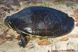 Image result for Pseudechinolaena