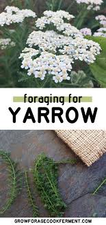 Pin On Healthy Backyard Weeds