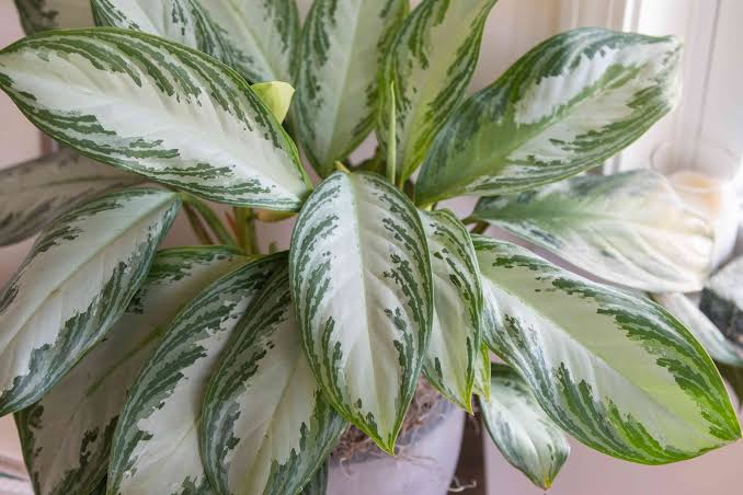 Low-Maintenance Snake Plant in Living Room
