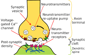 Difference Between Hormones And Neurotransmitters