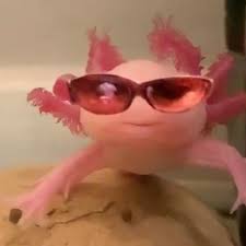 These will become the axolotl's gills. Ladbible Drawing Funny Outfits On An Axolotl Tank Facebook
