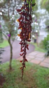 Image result for Thunbergia mysorensis