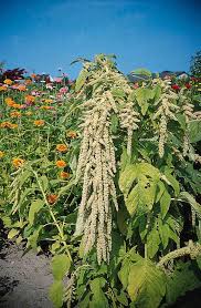 Image result for Amaranthus