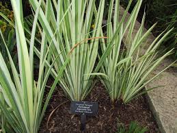 Image result for Dietes