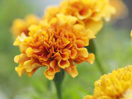 Maybe you would like to learn more about one of these? 20 Flowering Plants That Attract Bees Pollinator Friendly Plants