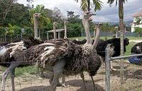 We are member of tradekey.com since july, 2009. Jelita Ostrich Farm Seremban 2021 All You Need To Know Before You Go With Photos Tripadvisor