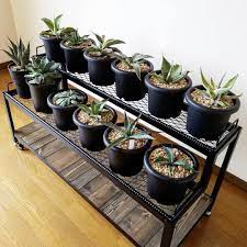 画像に含まれている可能性があるもの 1人 食べ物 室内 室内 鉢 植物