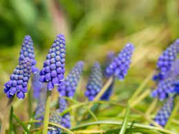 Keep the plants well watered. Post Bloom Grape Hyacinth Care What To Do With Muscari Bulbs After Flowering