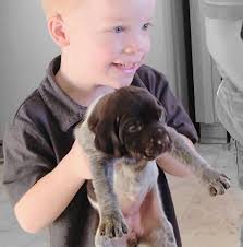 Funks Kennels German Wirehaired Pointers