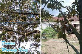 Sebelum mengupas keistimewaan durian musang king, kamu perlu tahu dulu nih sejarah awal durian ini. Garansi Bibit Durian Musang King Unggul Bibit Buahku