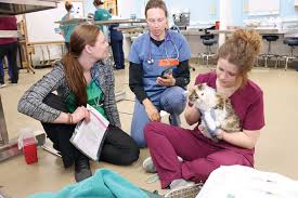 Roseway veterinary hospital is proud to offer a comprehensive range of services to address your pet's specific veterinary needs. Cut And Save Svm Students And Alumni Snip Away At Cat Overpopulation University Of Wisconsin School Of Veterinary Medicine