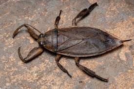 Common Pool Bugs And How To Get Rid Of Them | Global Pool Products