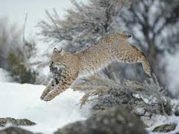 Typically, a rabbit from a shelter or. What S The Difference Between A Bobcat And A Lynx Howstuffworks