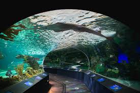 Ripley'S Aquarium Of The Smokies | Gatlinburg, Tennessee | Longweekends  Magazine