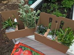 Image result for Melasma calycinum