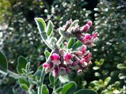 Image result for Oncocalyx bolusii